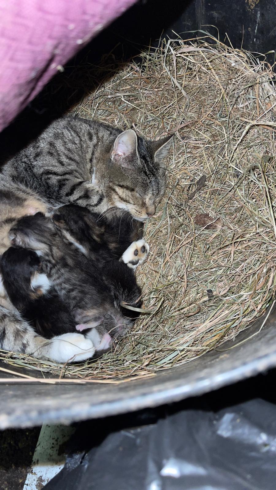 Another mother cat curled around her kittens in a bed of hay in the stable.